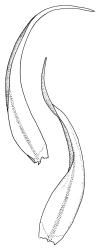 Warnstorfia fluitans, stem leaves. Drawn from J.K. Bartlett 26, CHR 432975.
 Image: R.C. Wagstaff © Landcare Research 2014 